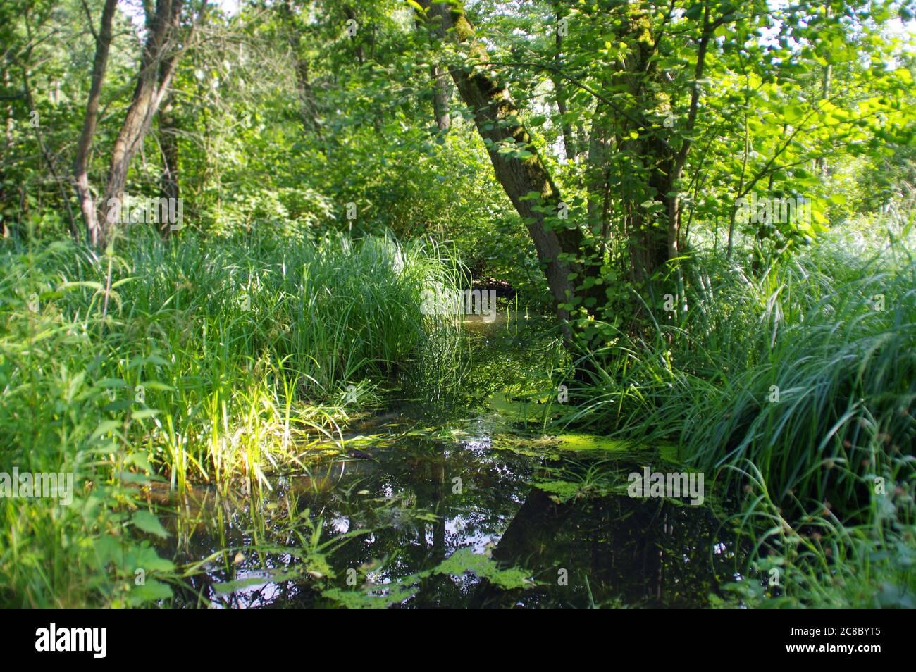 Natural wetland with the plants in water. Concept of nature, ecology and environment care. Restored water retention reservoirs. Green reeds in swamps Stock Photo