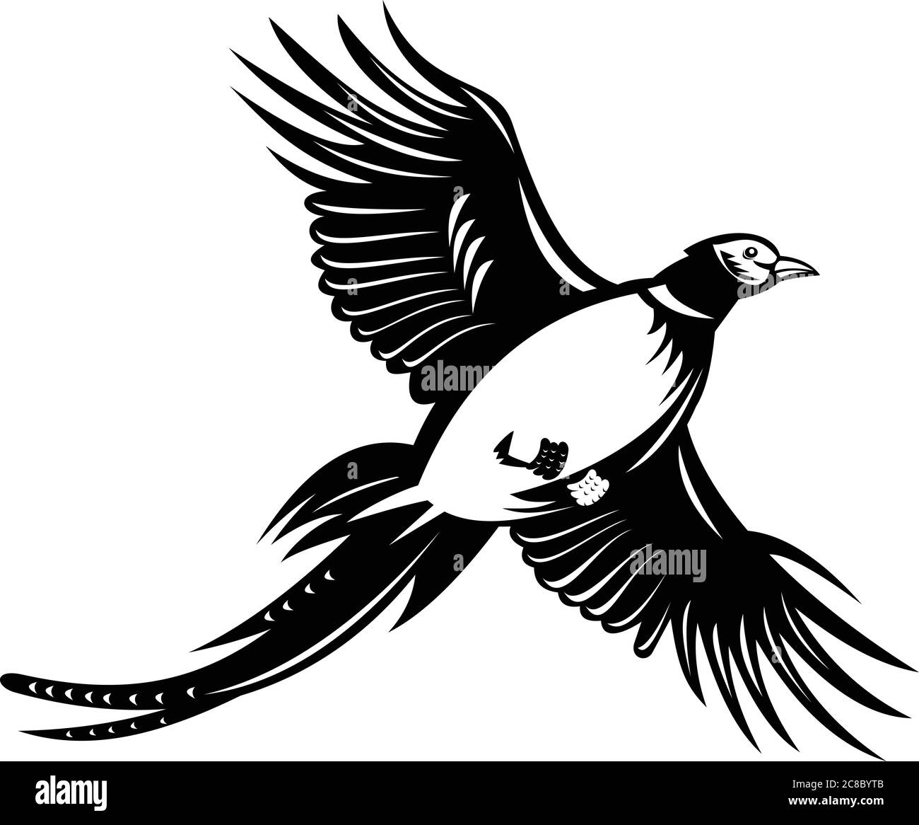 Retro style illustration of a ring-necked pheasant, a game bird in North America, flying up viewed from low angle on isolated background done in black Stock Vector