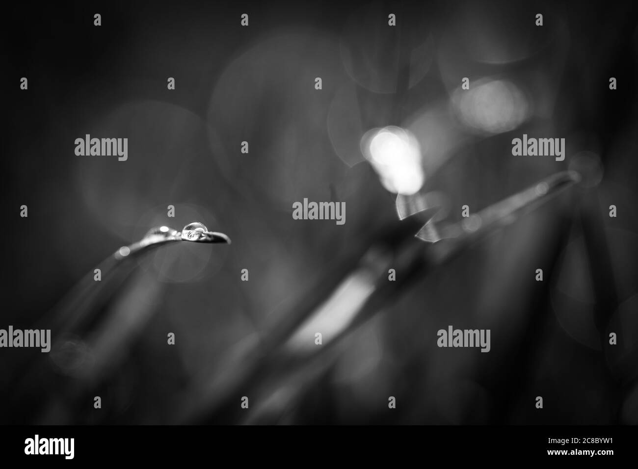 Morning dew drops on the grass black and white. Abstract monochrome nature closeup, grass and rain drops. Black and white nature art in sunlight Stock Photo