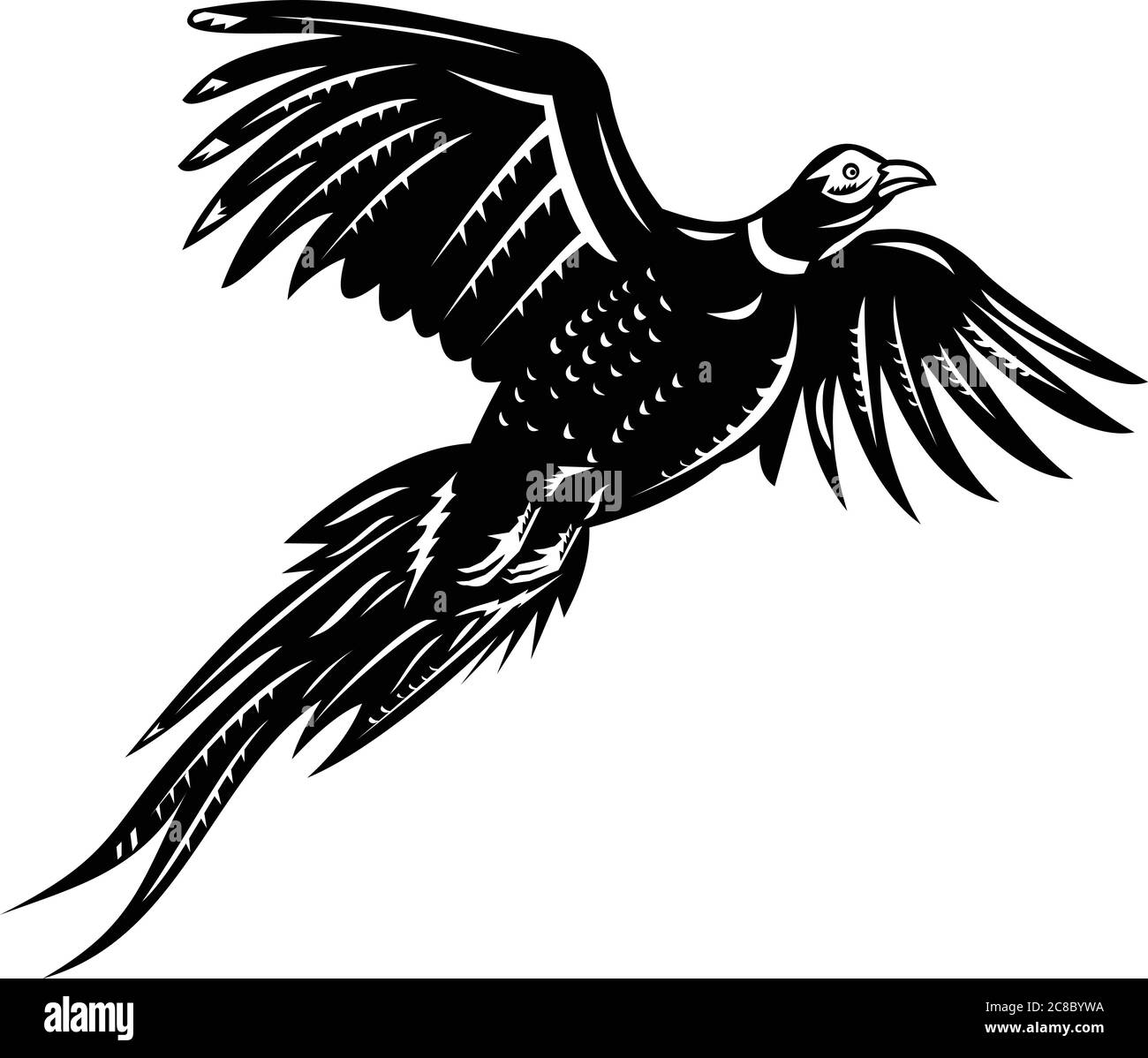 Retro style illustration of a ring-necked pheasant or common pheasant, a game bird flying viewed from low angle on isolated background done in black a Stock Vector