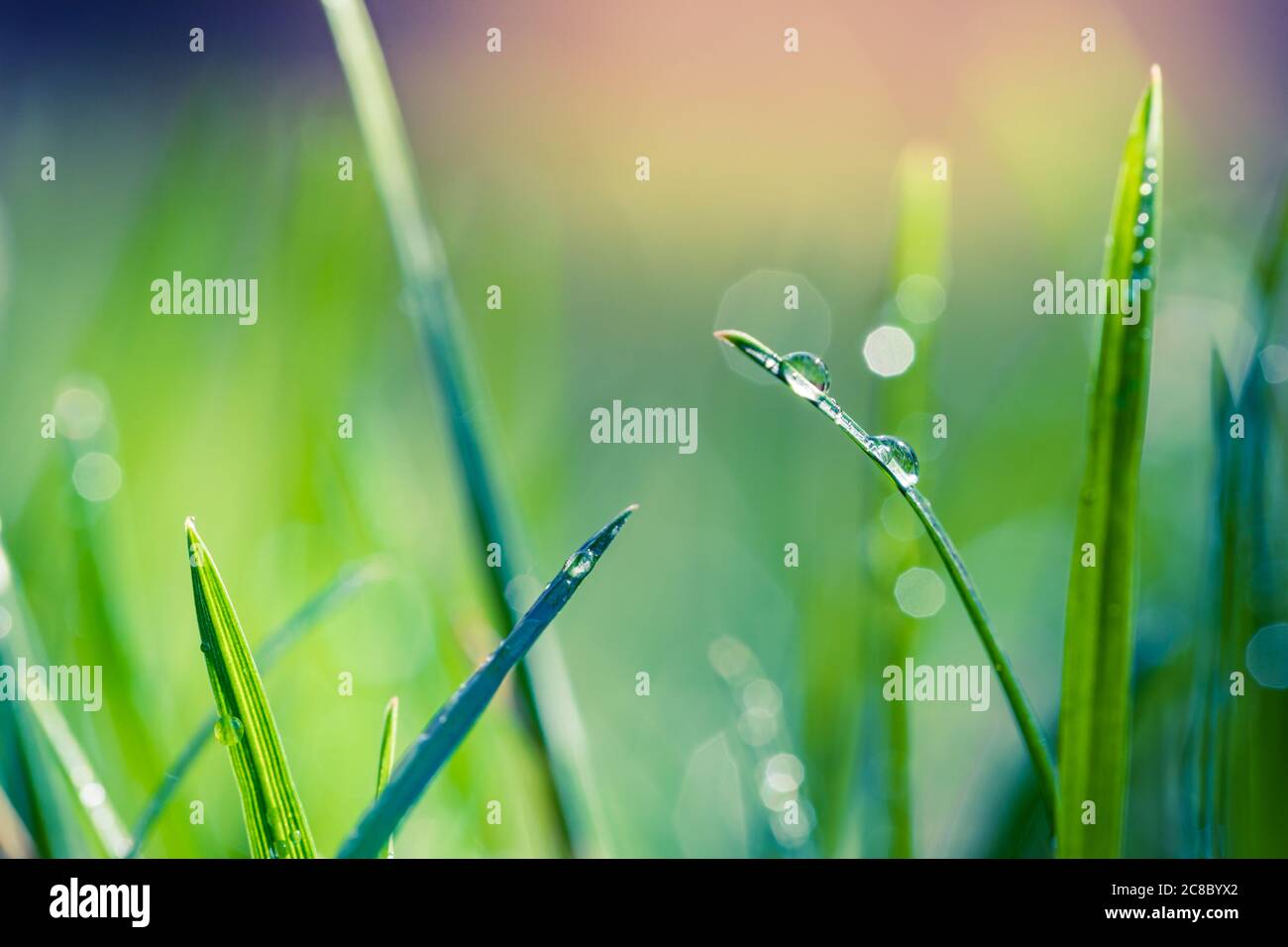 Beautiful lush green grass on meadow with drops of water dew in morning ...