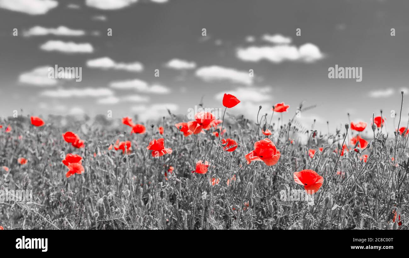 Red poppy flowers on the field, black and white process Stock Photo
