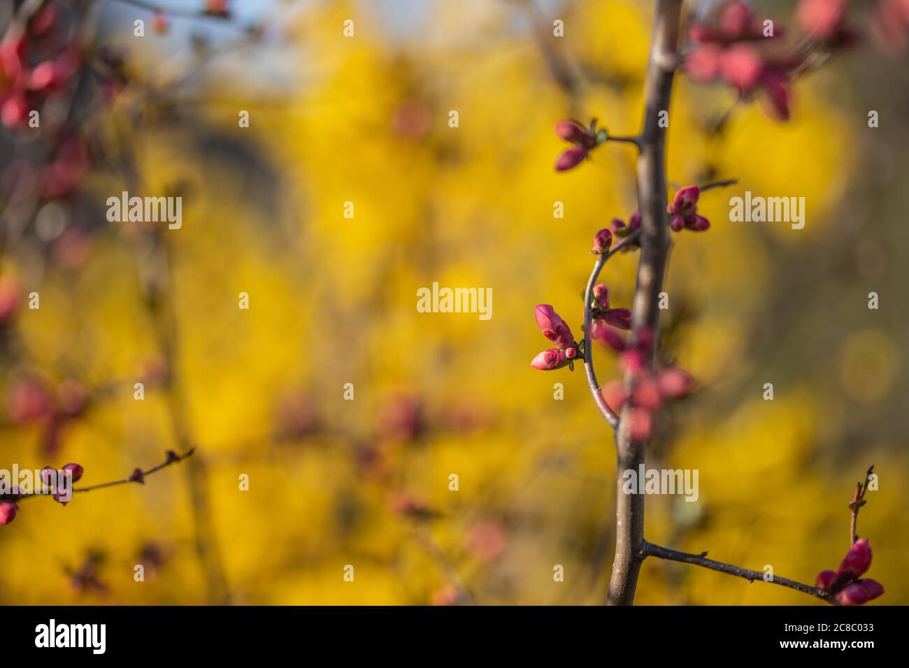 Sunny red bud flowering tree, pink flowers in springtime, flowers on tree branch, red bud in spring Stock Photo