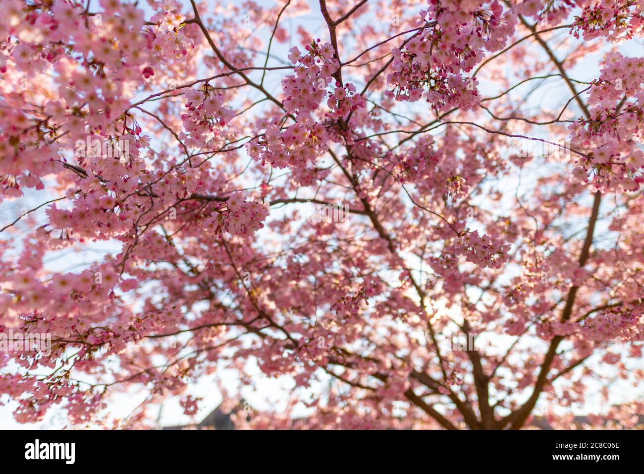 Cherry blossom background, beautiful blooming tree and sun rays. Dream spring nature, magical spring mood. Romantic love vibes, floral nature view Stock Photo