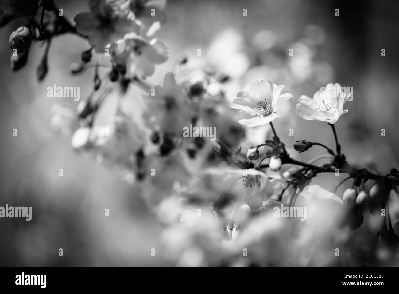 Monochrome spring border or background art with pink blossom. Black and white beautiful nature scene with blooming tree and sun flare Stock Photo