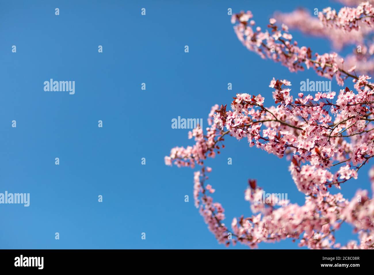 Pink cherry blossom on the Sakura tree. Sakura flowers are ...