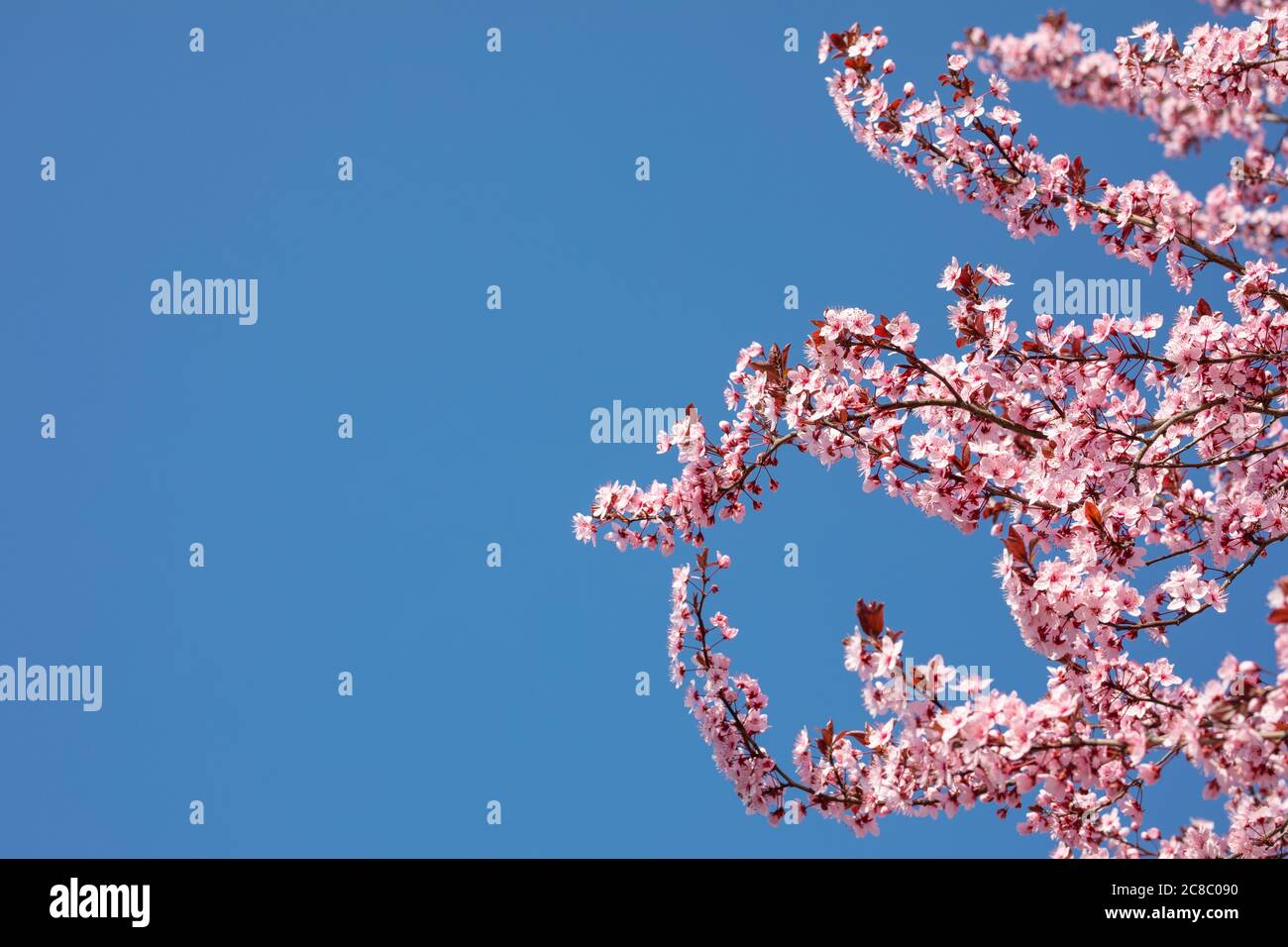 Pink cherry blossom on the Sakura tree. Sakura flowers are ...