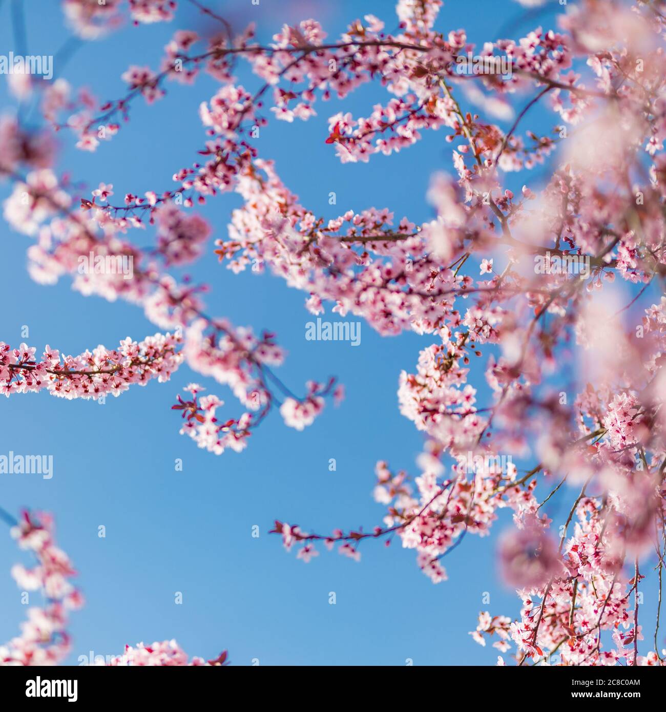 Pink cherry blossom on the Sakura tree. Sakura flowers are ...
