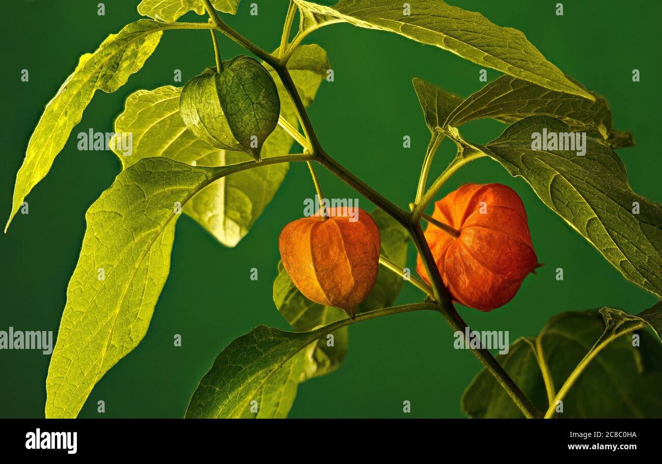 Fruits of Alkekengi Stock Photo - Alamy
