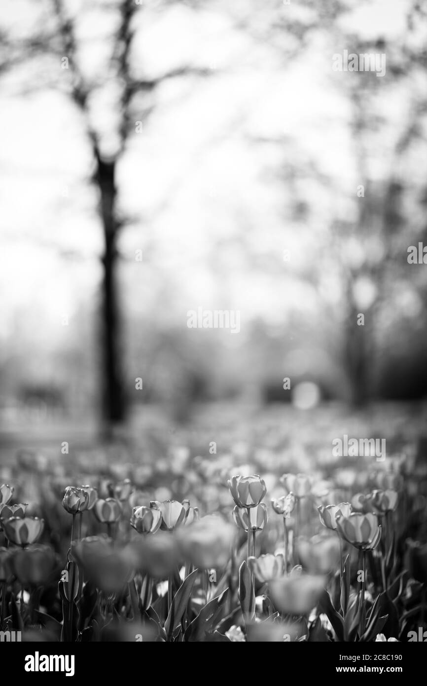 Tulips in abstract black and white floral background. Spring flowers soft sunlight. Dramatic nature view, peaceful and artistic garden view Stock Photo