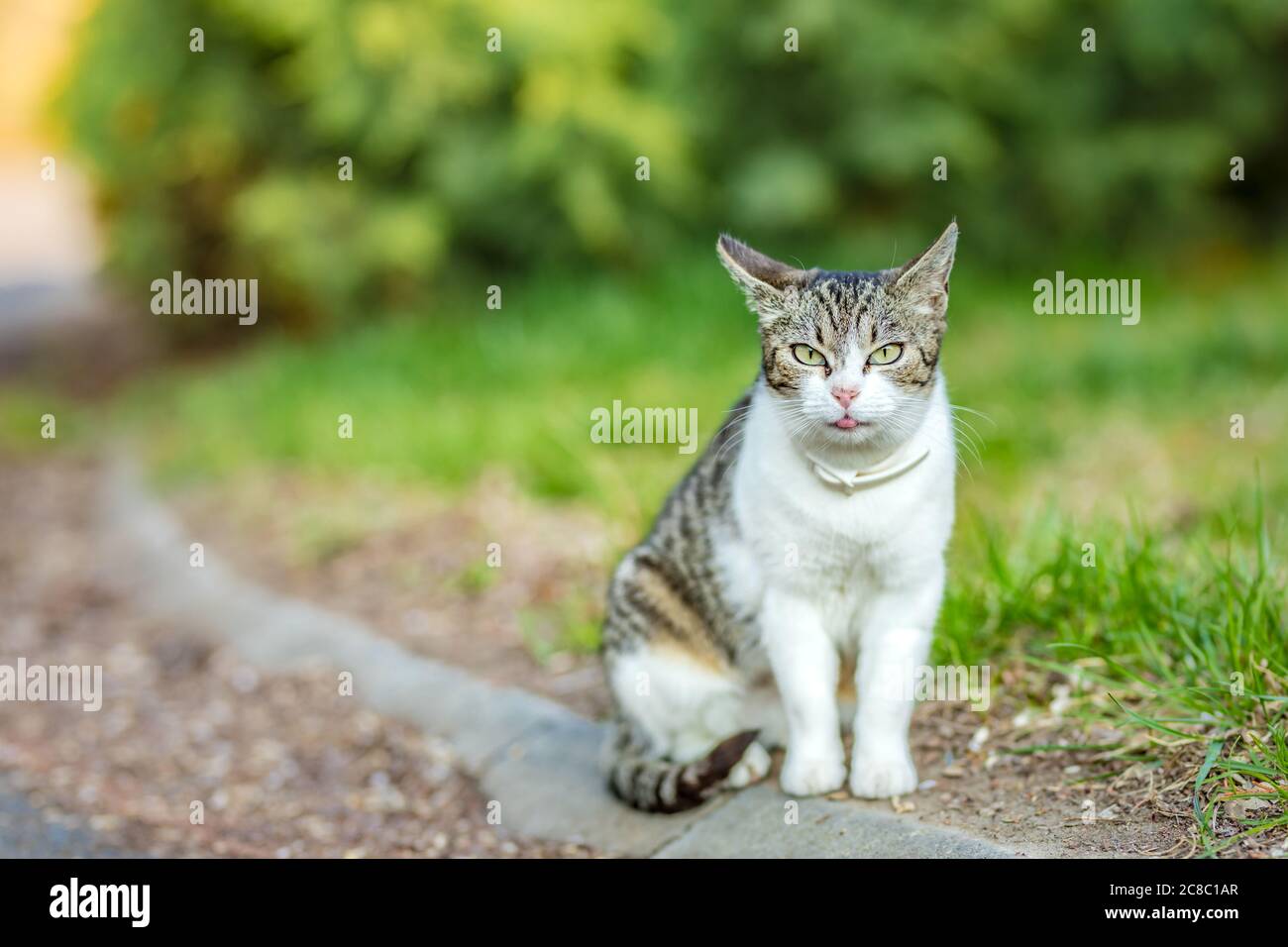Front view of a tabby white British short hair cat balancing on stone fence. Beautiful cat pet portrait, outdoor green nature blur Stock Photo