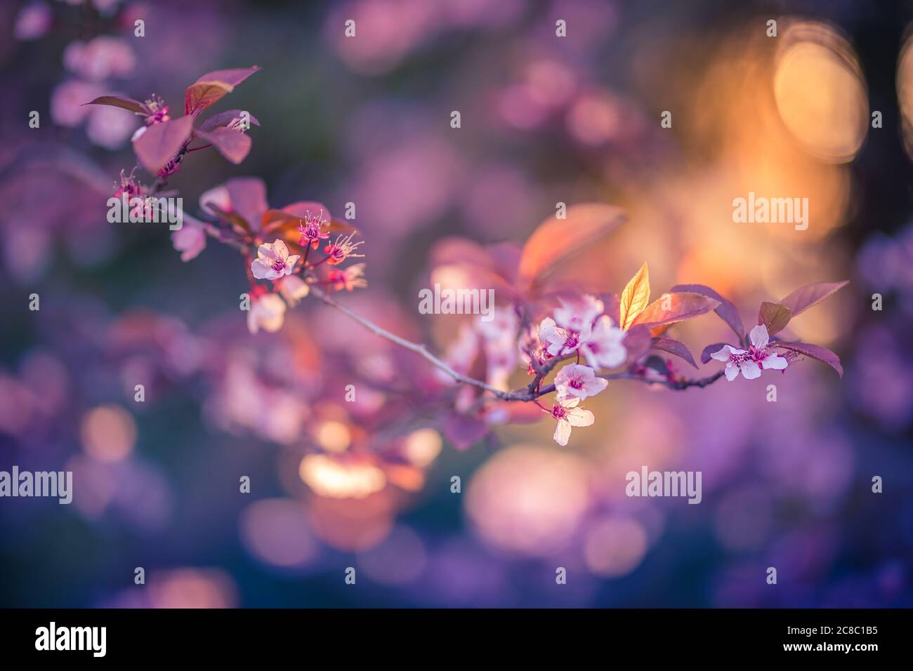 Closeup view of cherry blossom in sunset light, dram bokeh. Spring nature  background, blooming floral sunset nature. Magical sunlight, springtime  Stock Photo - Alamy, image size:1300x956