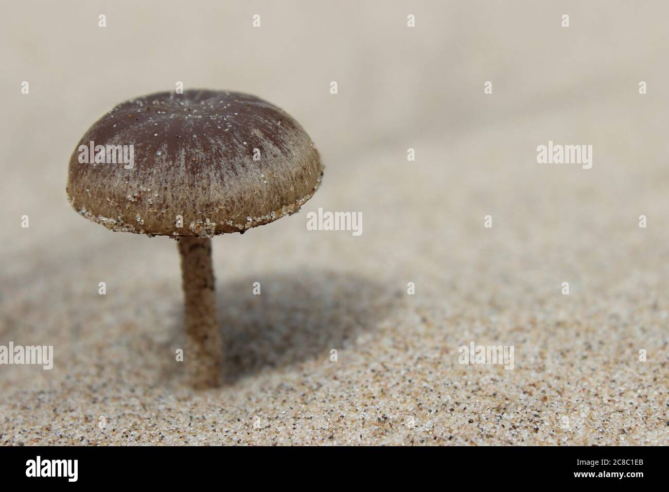 Dune Brittlestem Psathyrella ammophila Stock Photo