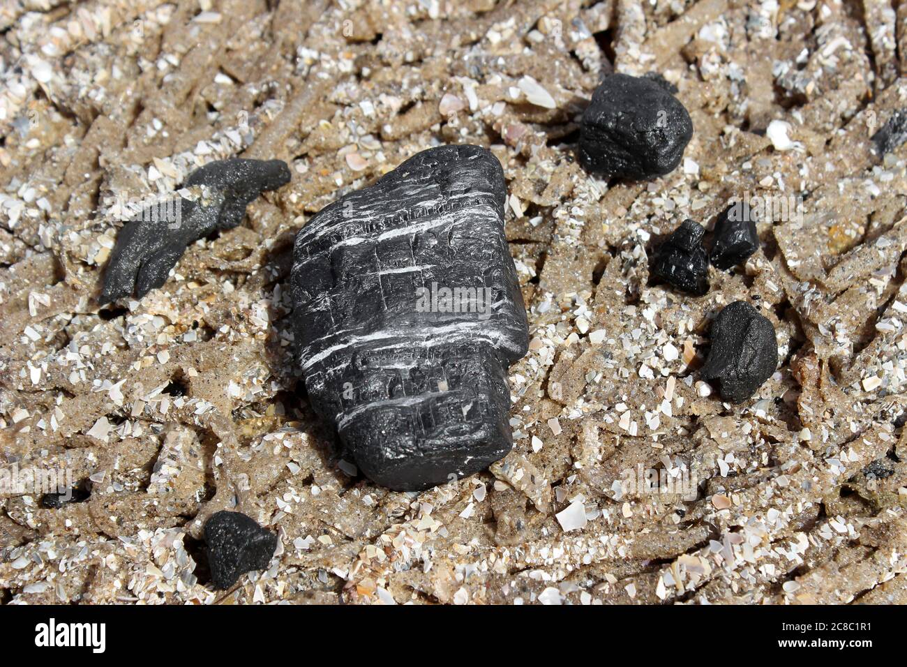 Coal (Anthracite) washed up on beach lying on a bed of Sand Mason Worm Tubes Lanice conchilega Stock Photo