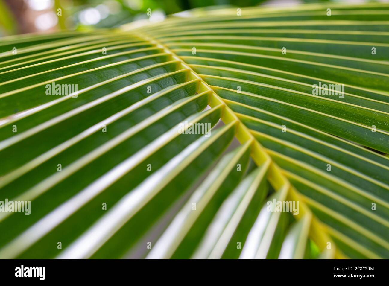 Tropical palm leaf background. Exotic nature pattern, palm texture under sunlight Stock Photo