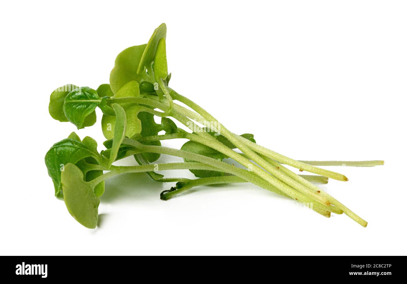Bunch of micro green sprouts isolated on white background Stock Photo