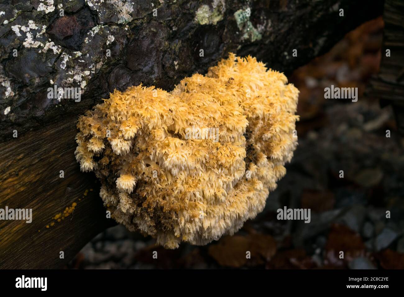 Close up fungus on fallen tree trunk. Stock Photo