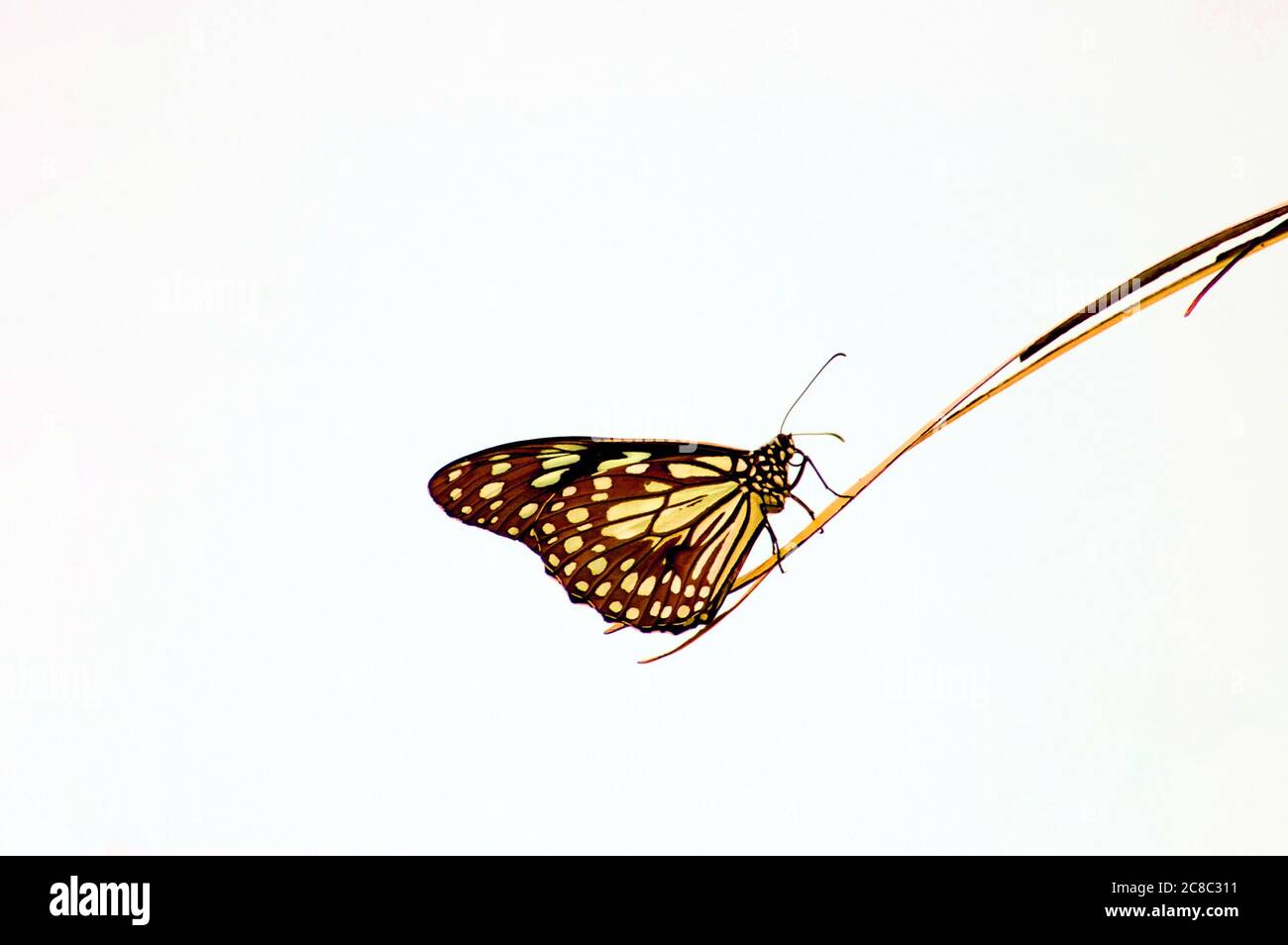 Illustration of a butterfly isolated on a white background Stock Photo ...