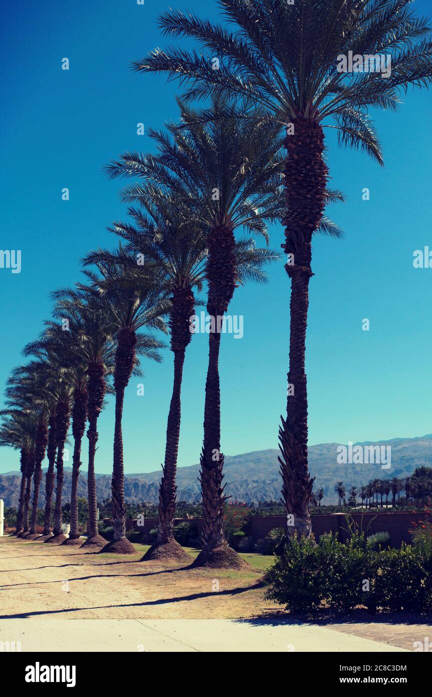 Palm trees in a row on country road Stock Photo - Alamy