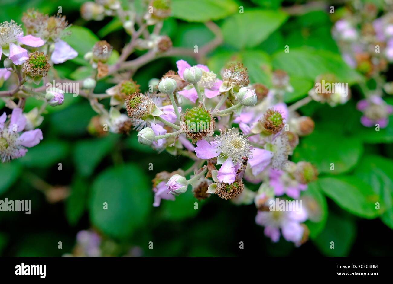 flowering blackberry bush, rubus, summer growth, norfolk, england Stock Photo