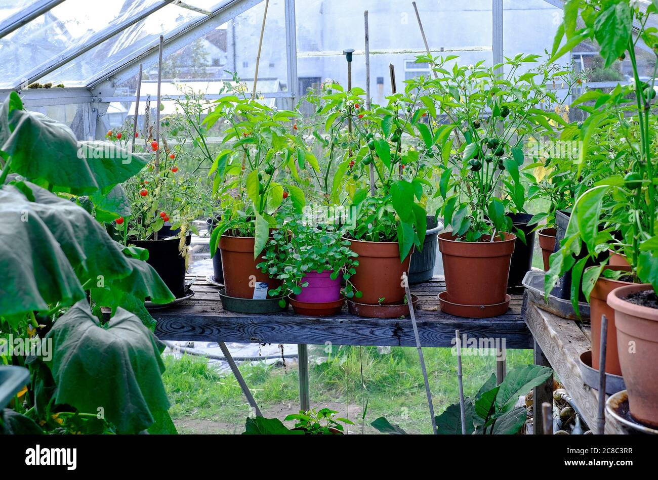 Chilli plants greenhouse hires stock photography and images Alamy