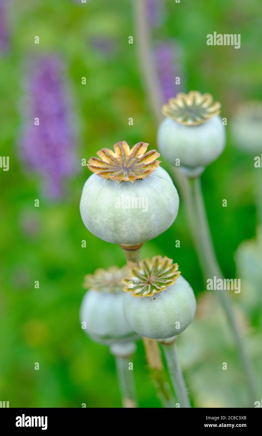 poppy seed heads, papaver somniferum in english garden, norfolk, england Stock Photo