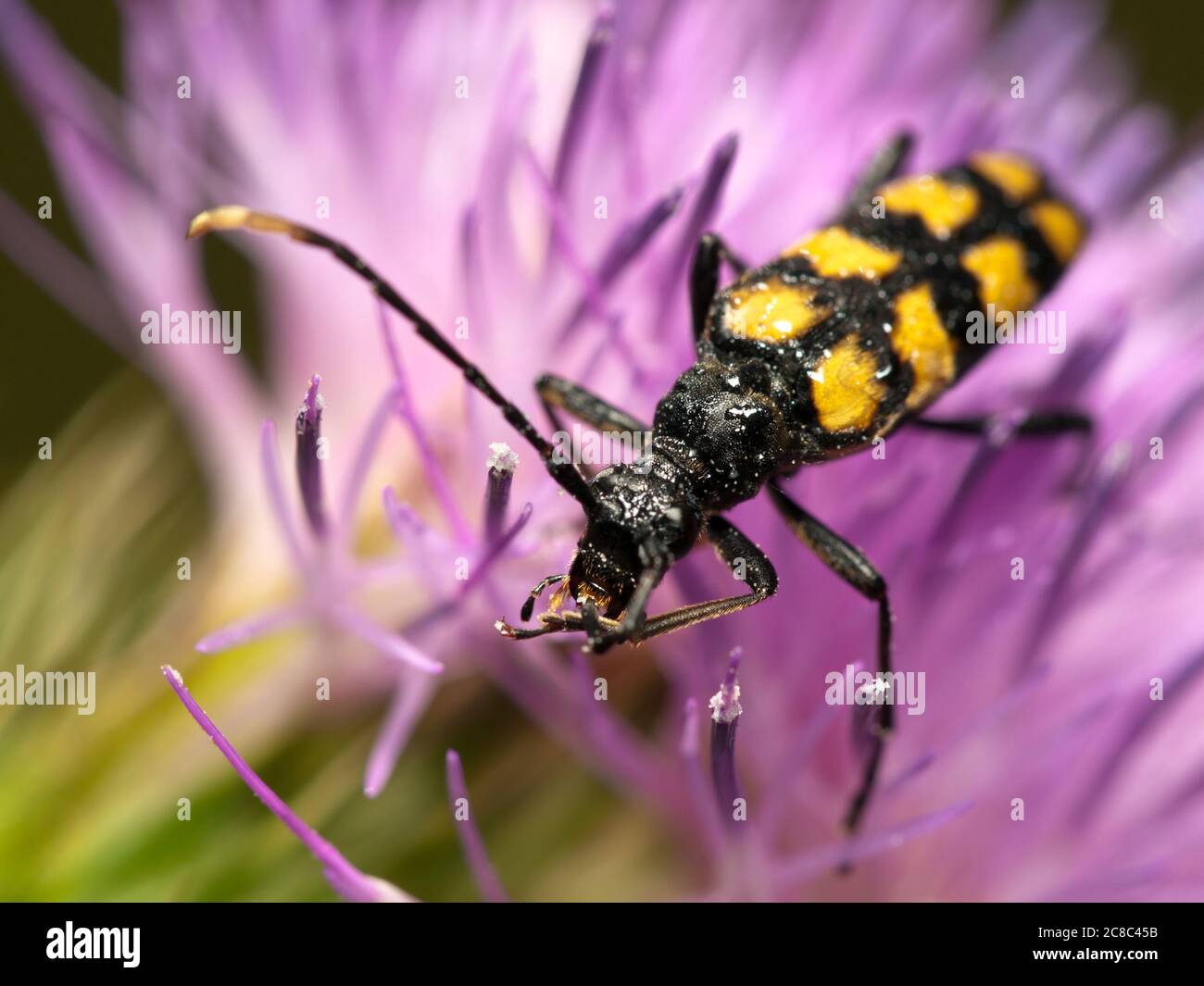 Four-banded Longhorn Beetle (Leptura quadrifasciata) on flower in Poland. Stock Photo