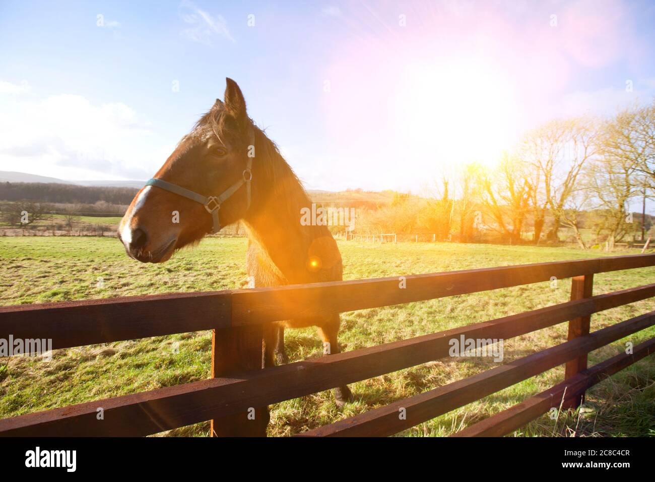 Horses in field with strong sunshine Stock Photo