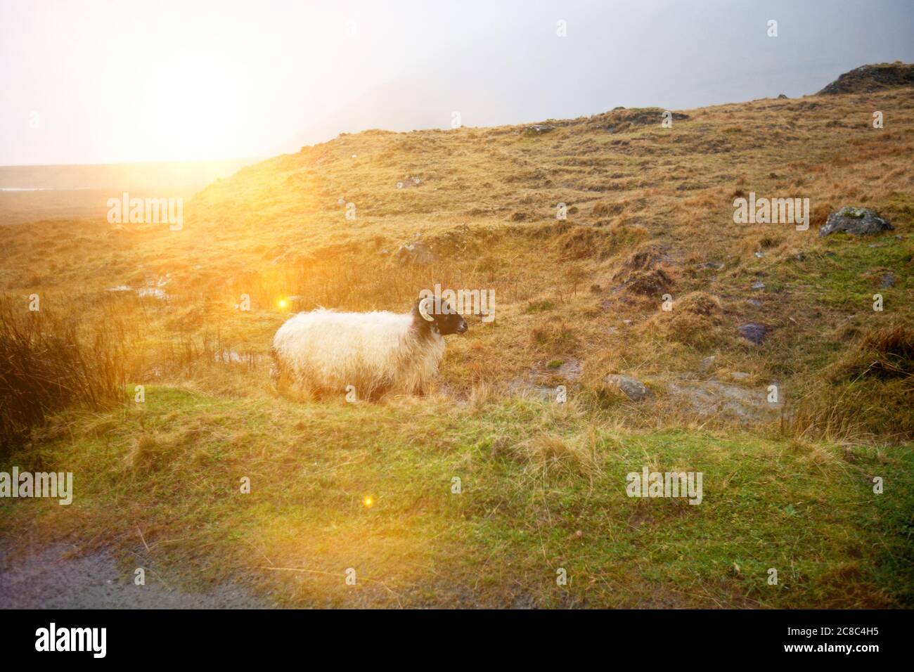 Sheep in field with strong sunshine Stock Photo