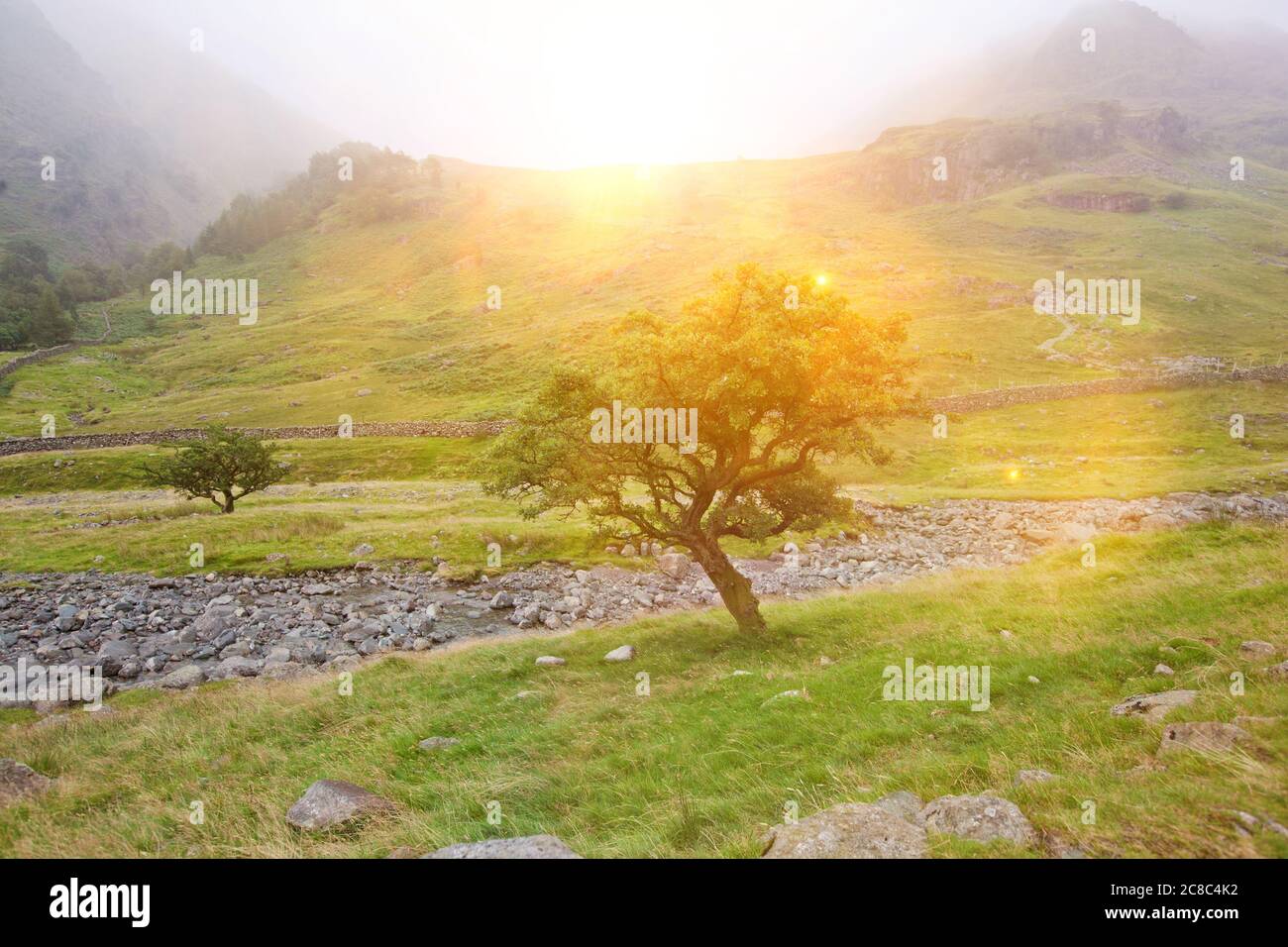 Sunny day of tree in meadow in highlands Stock Photo