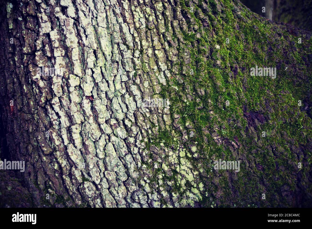 Close up of tree with moss background Stock Photo