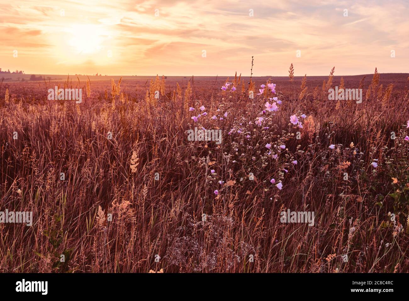 Sunrise in field. beautiful panorama rural landscape with fog, sunrise ...