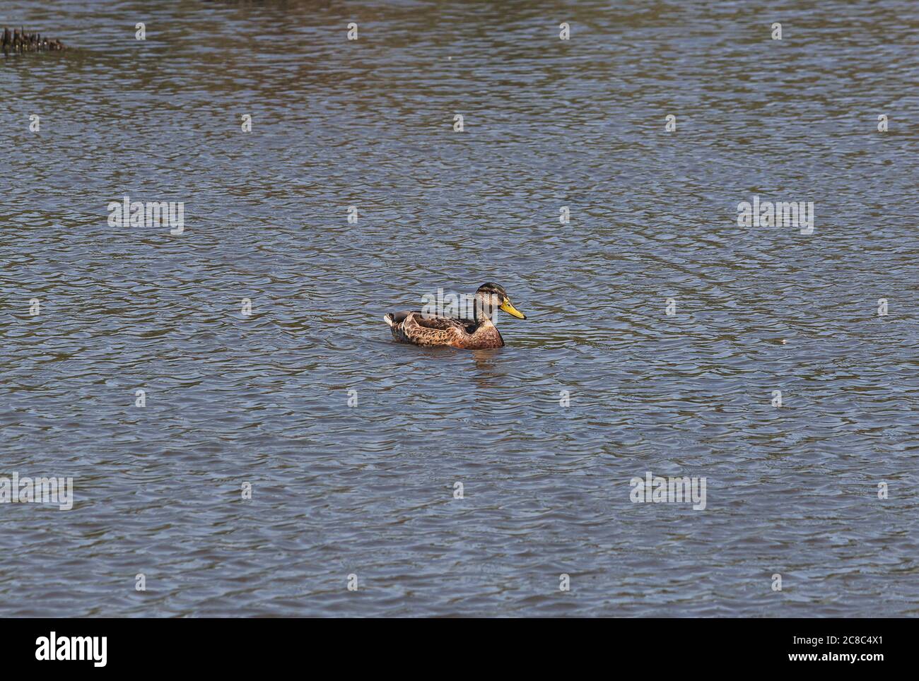 A duck in the middle of a lake, setubal, portugal Stock Photo