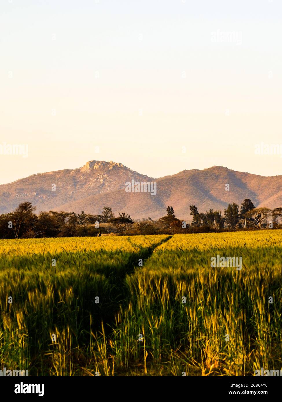 Landscape image of mountains in the background with wheat fore ground Stock Photo