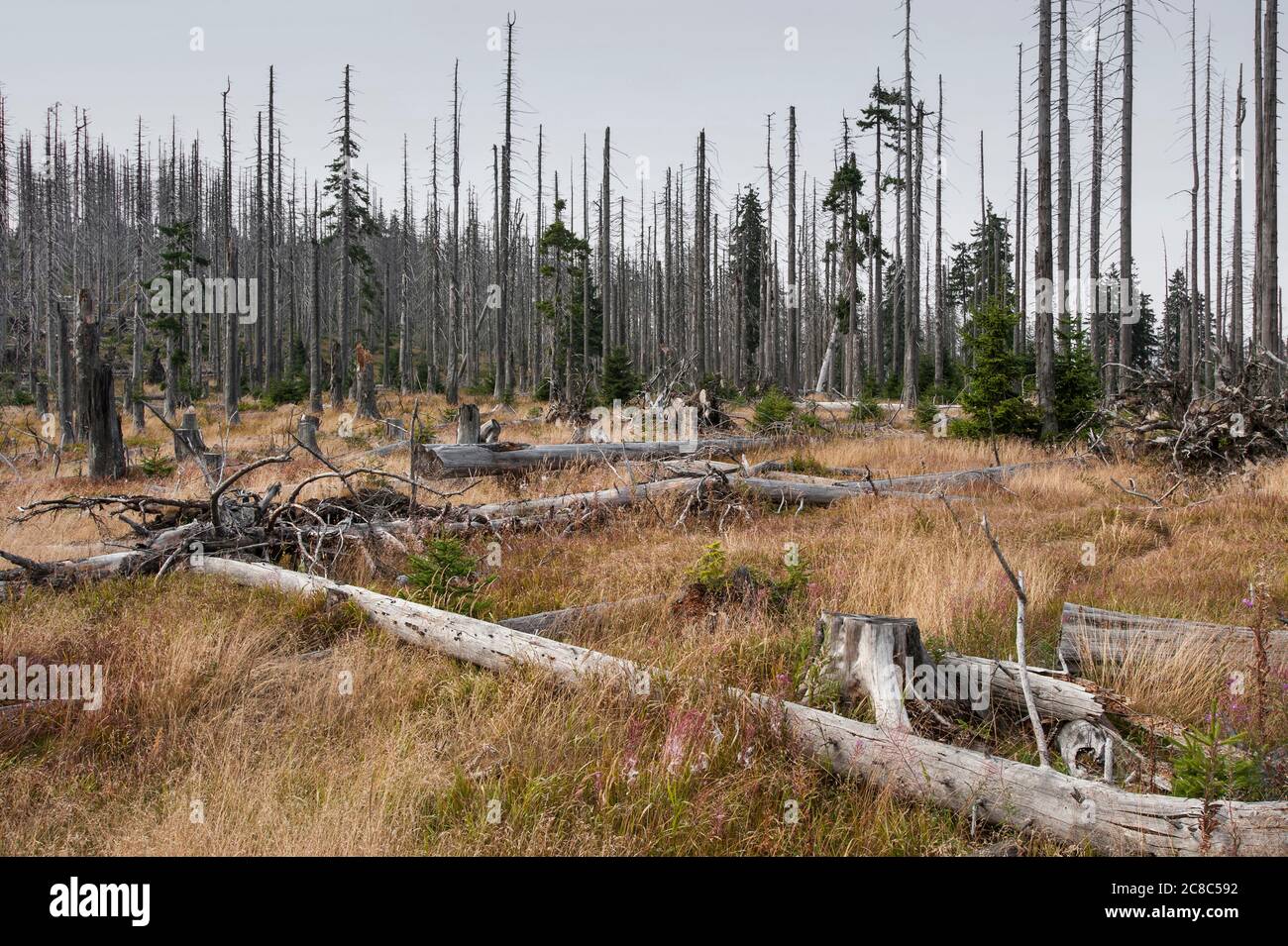 Bavarian - Germany, 1. August 2015: The Bavarian Forest National Park is a national park in the rear Bavarian Forest directly on the border with the C Stock Photo