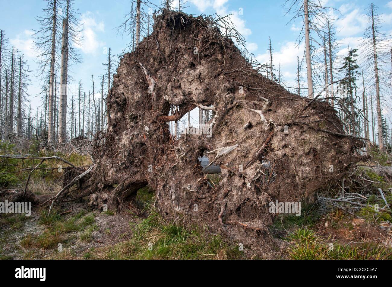 Bavarian - Germany, 1. August 2015: The Bavarian Forest National Park is a national park in the rear Bavarian Forest directly on the border with the C Stock Photo