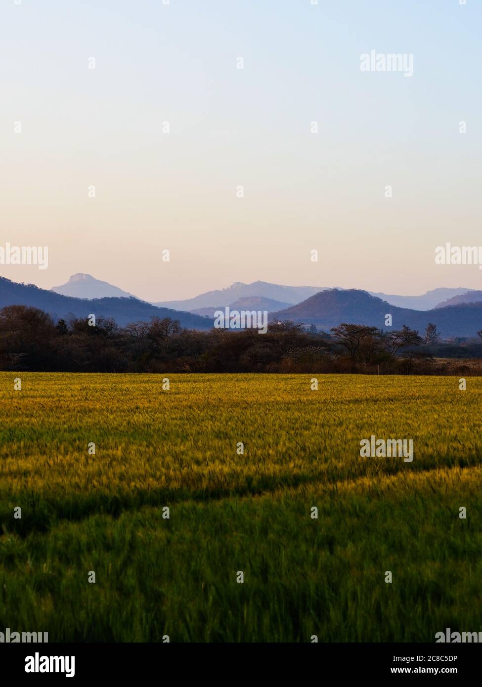 Landscape image of mountains in the background with wheat fore ground Stock Photo