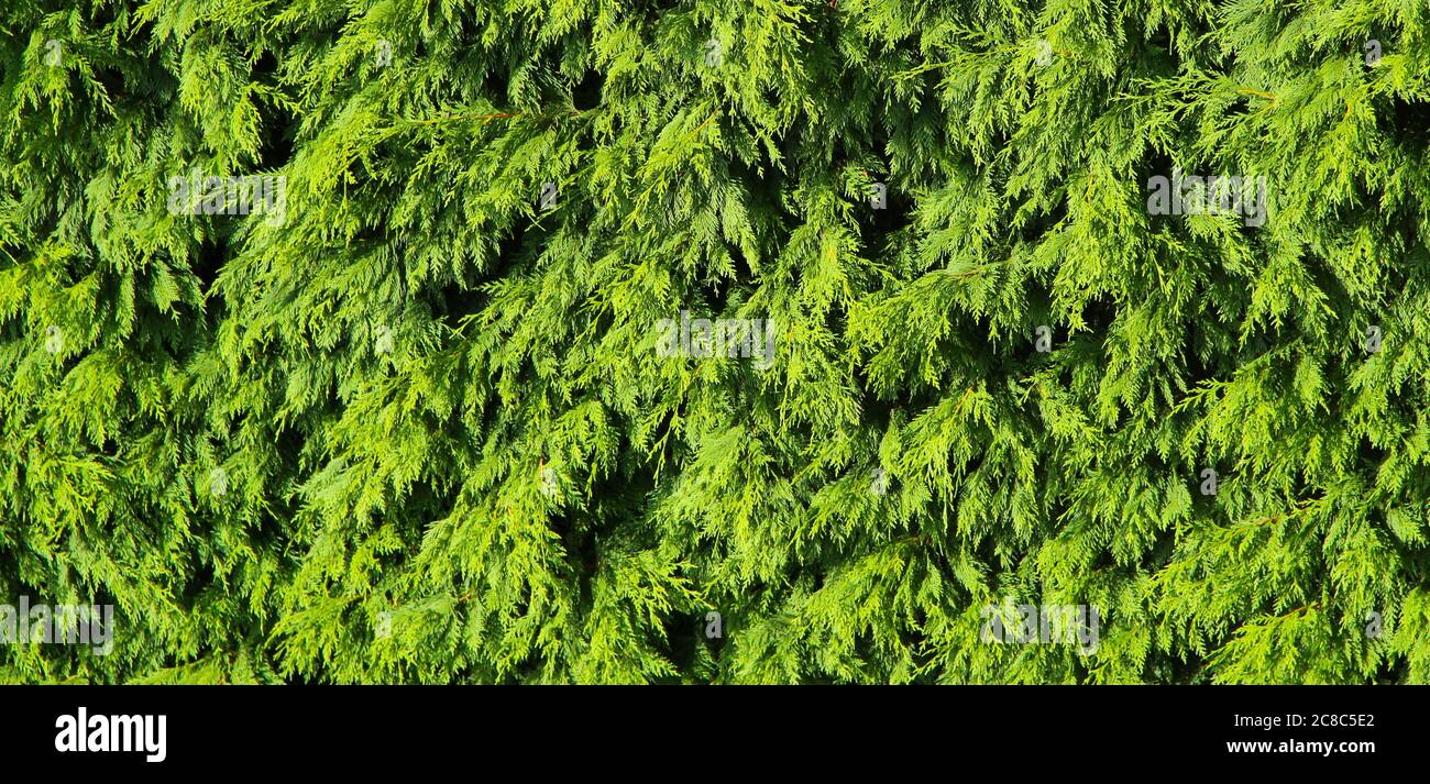 Close up of green fir tree foliage in bright sunlight Stock Photo
