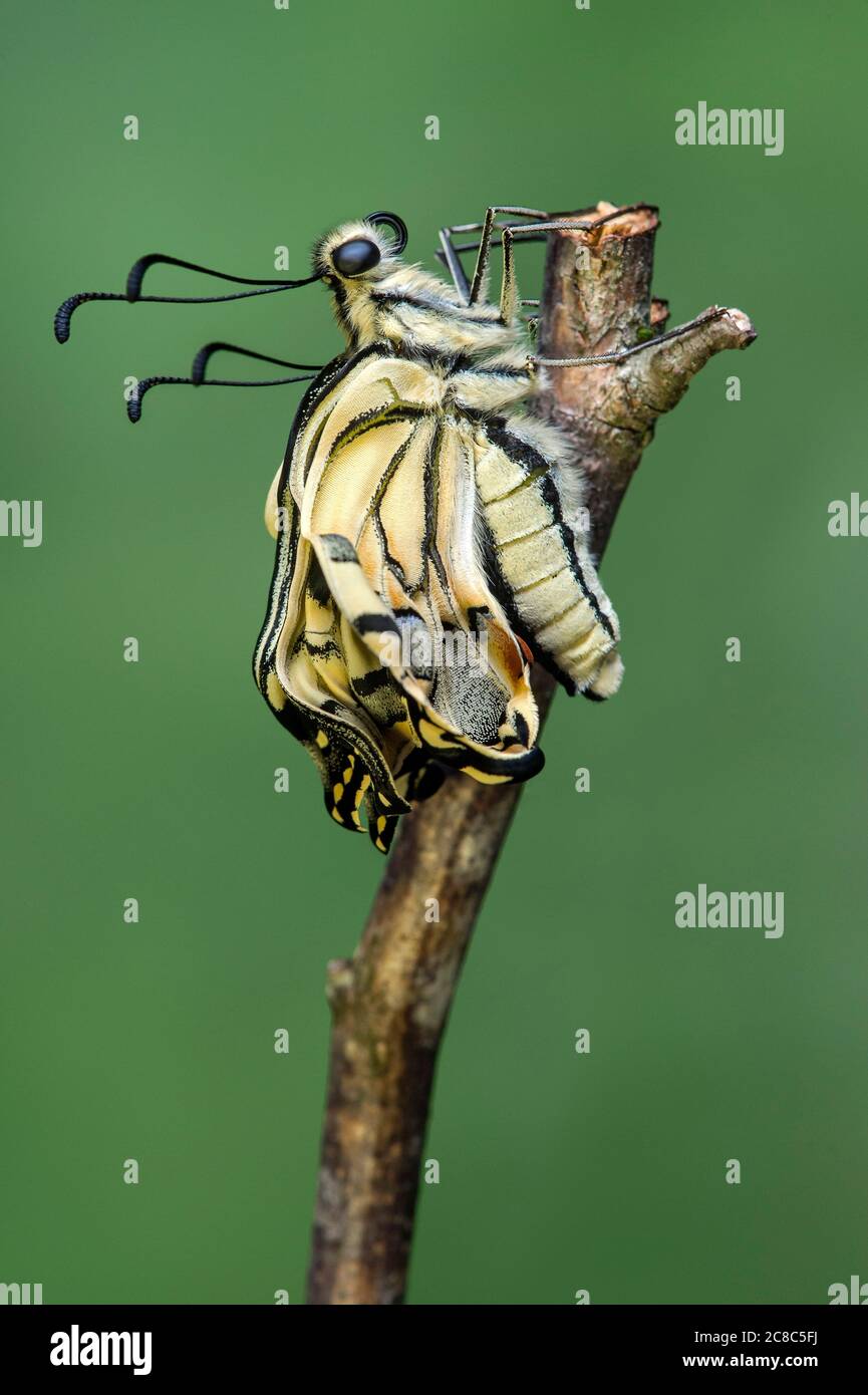 Freshly hatched Old World swallowtail butterfly (Papilio machaon) before the wings unfold, Switzerland Stock Photo