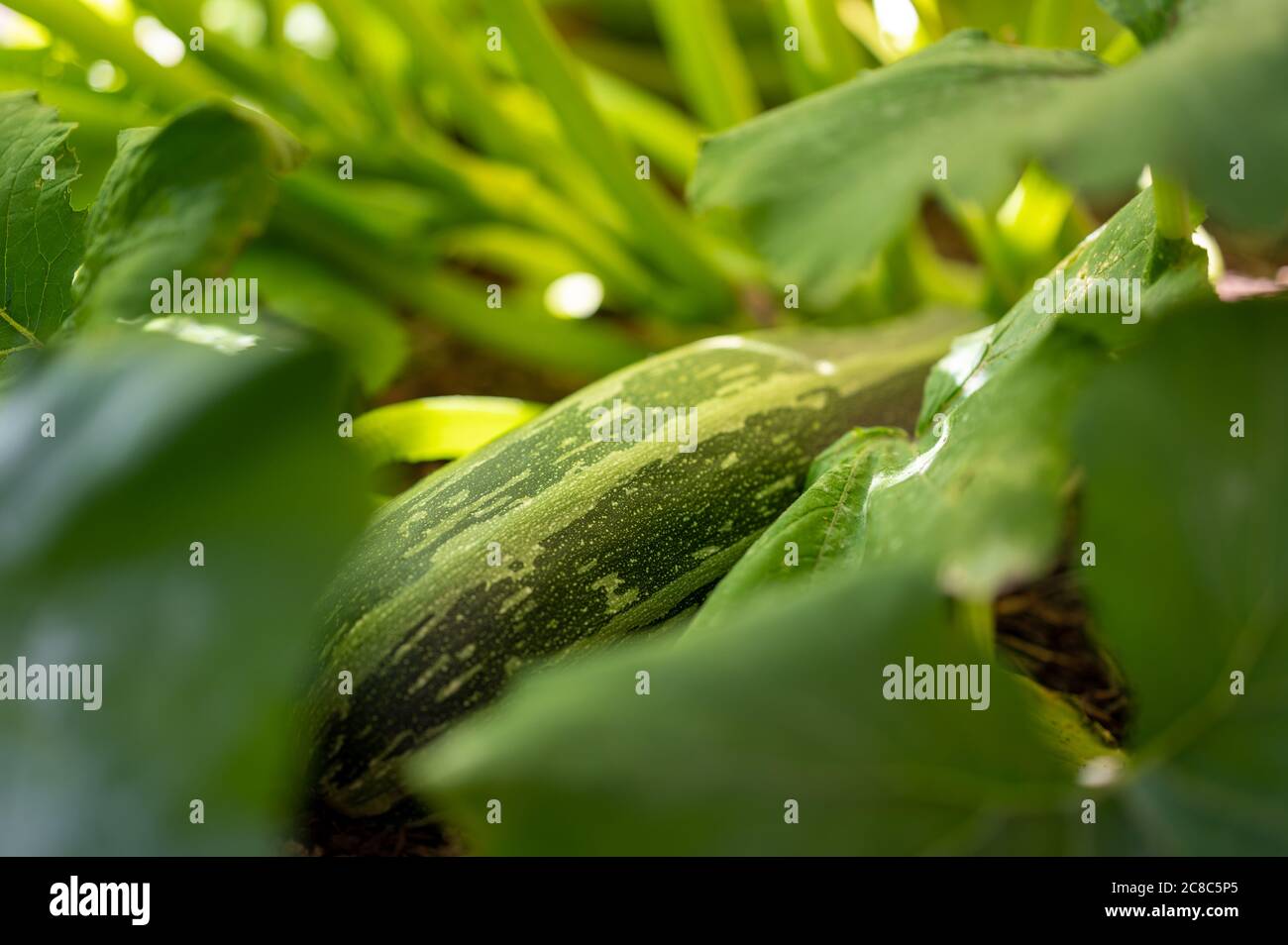 A Zucchini grown in the own garden. Stock Photo