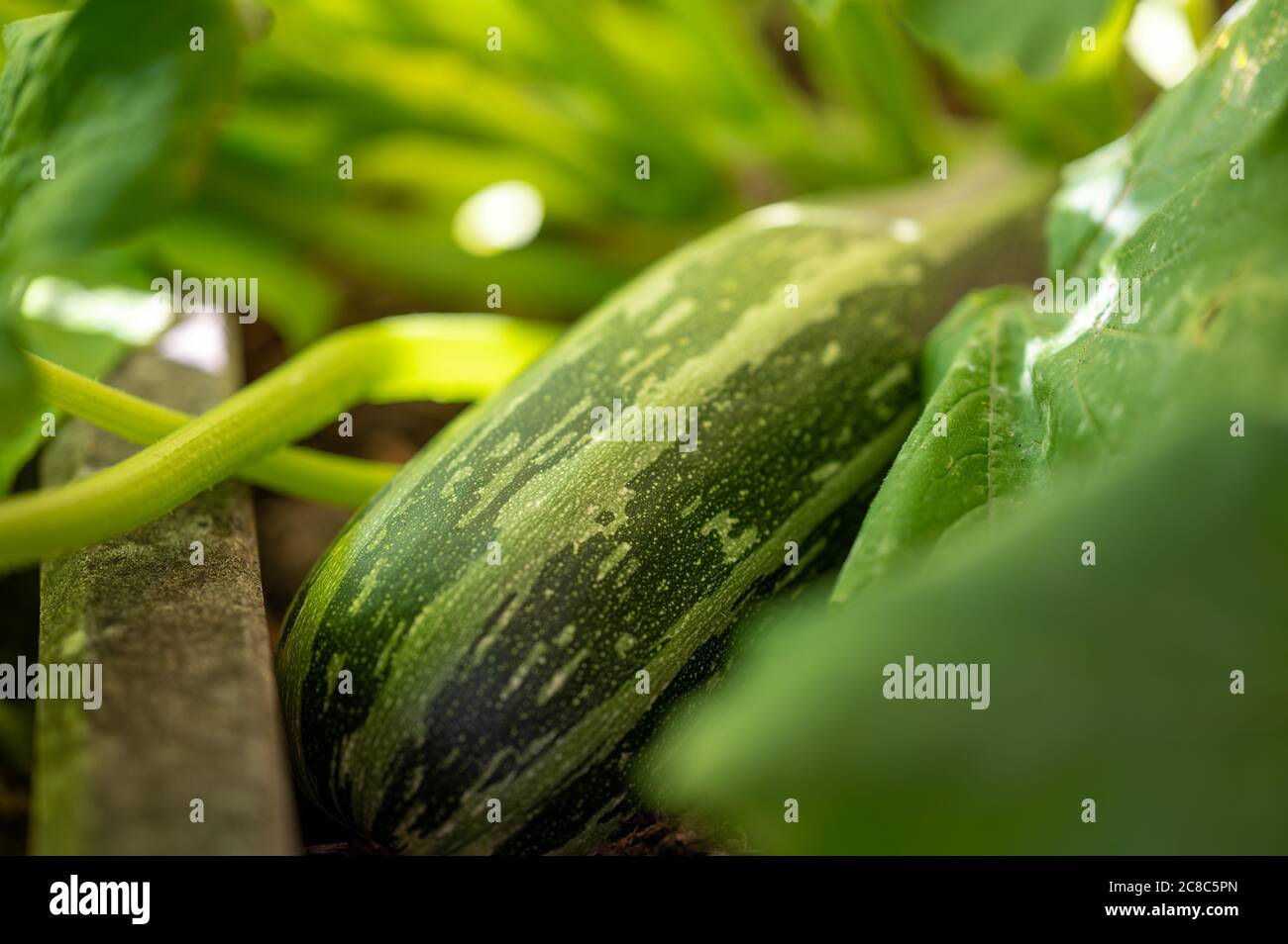A Zucchini grown in the own garden. Stock Photo