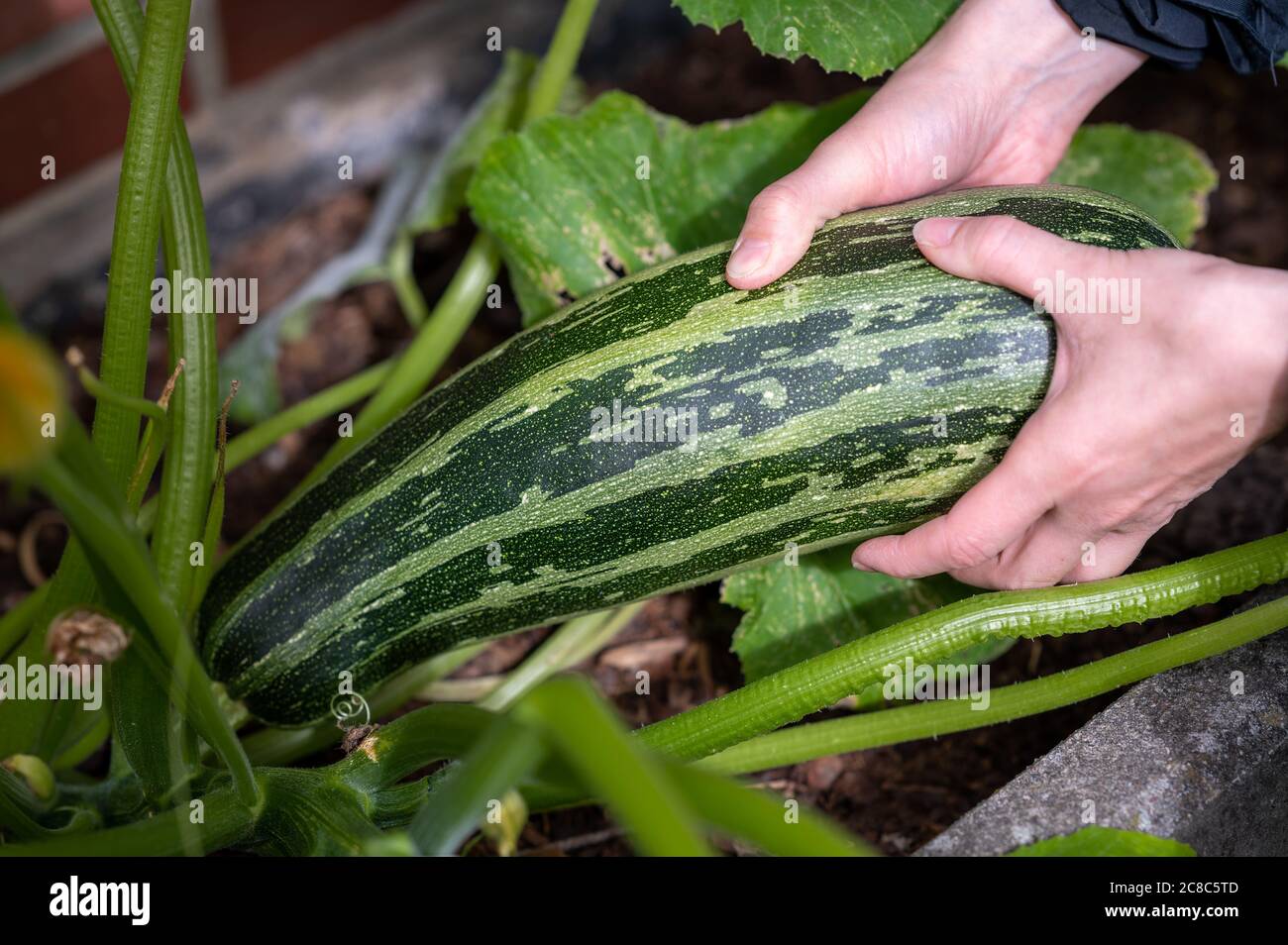 A gardener is harvesting a Zucchini in the own garden. Stock Photo