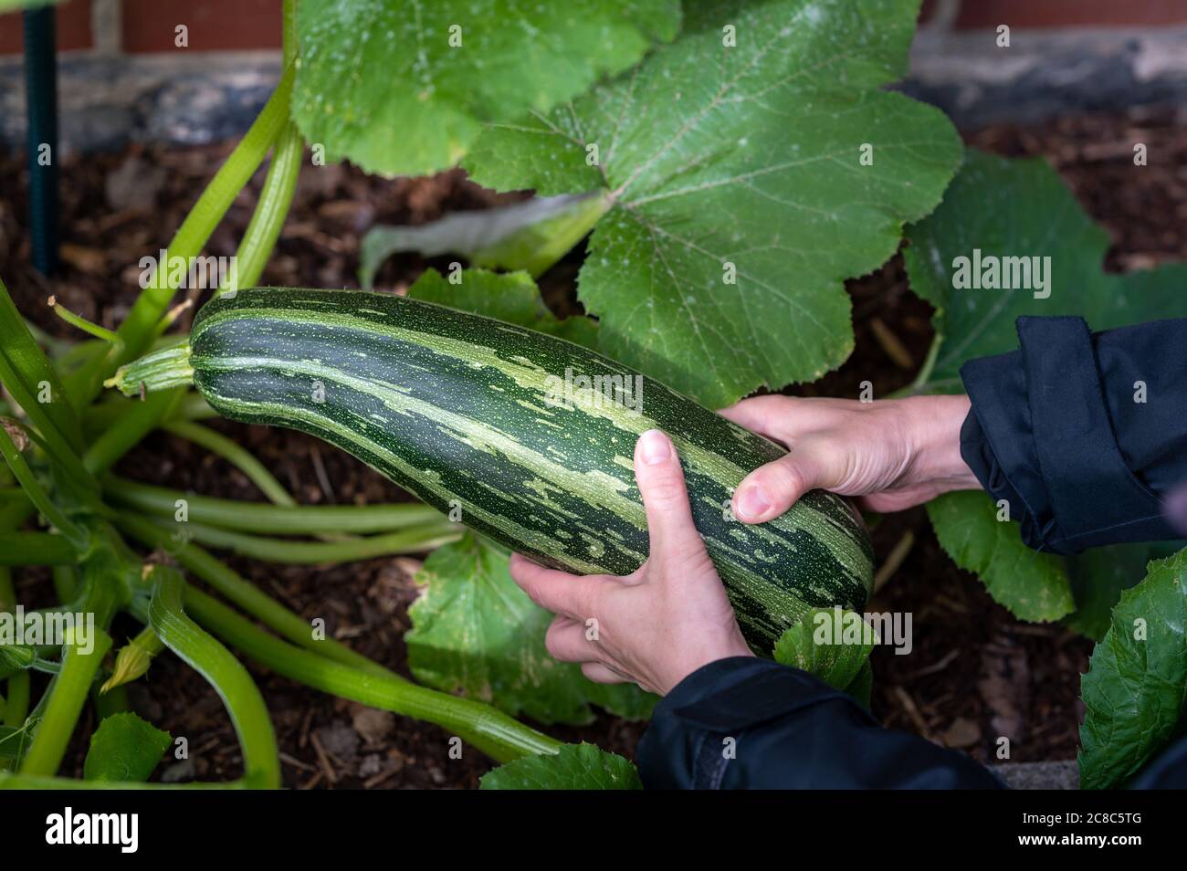A gardener is harvesting a Zucchini in the own garden. Stock Photo