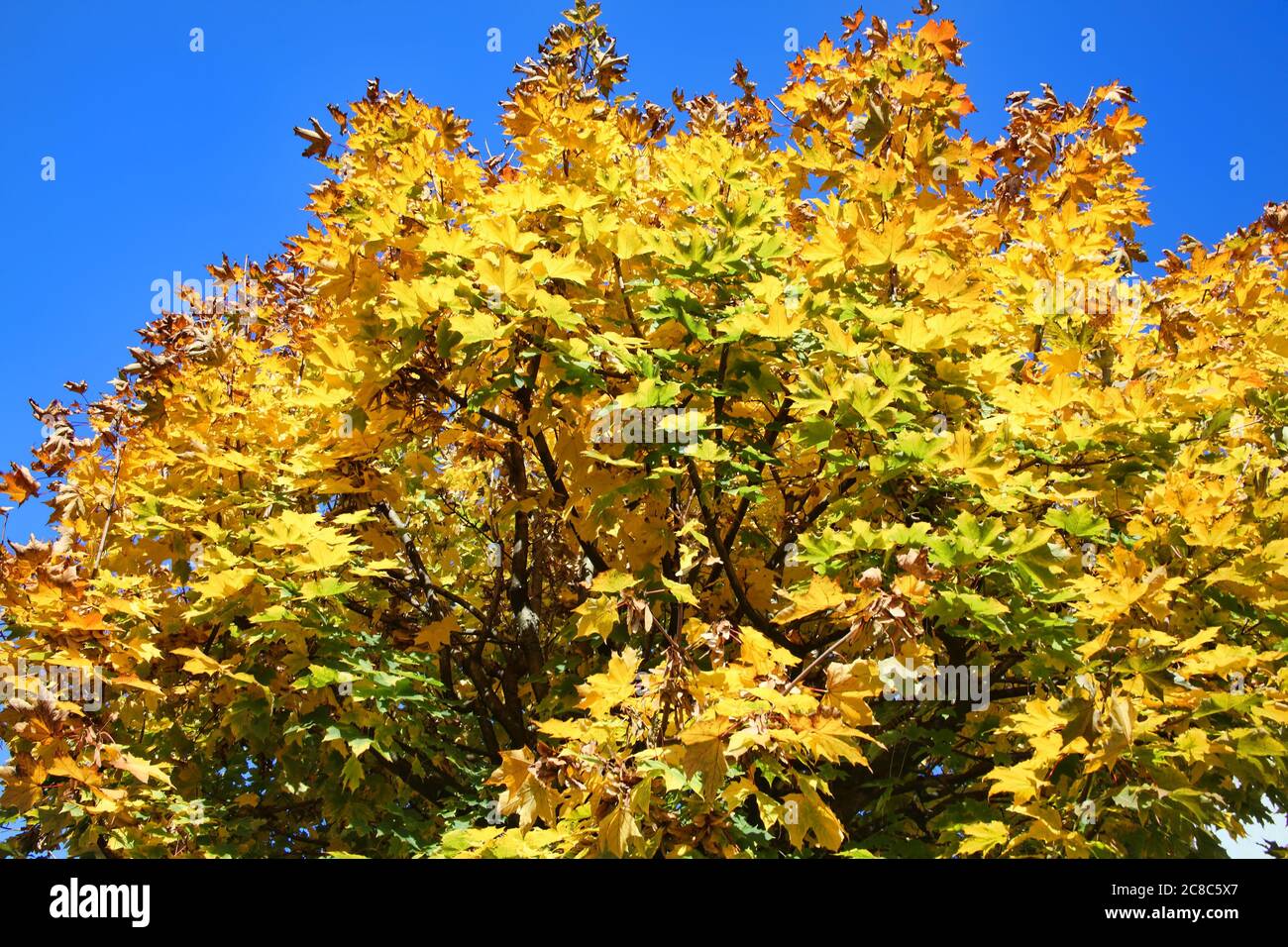Maple tree in the autumn fall colour with golden leaves and a clear ...