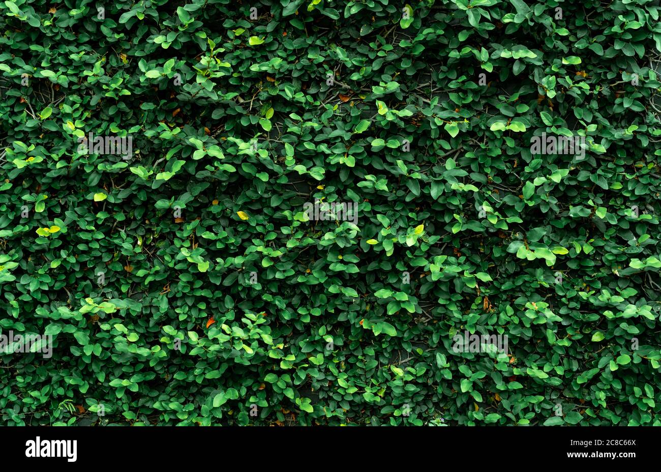 Climbing plant on the wall. Small green leaves texture background