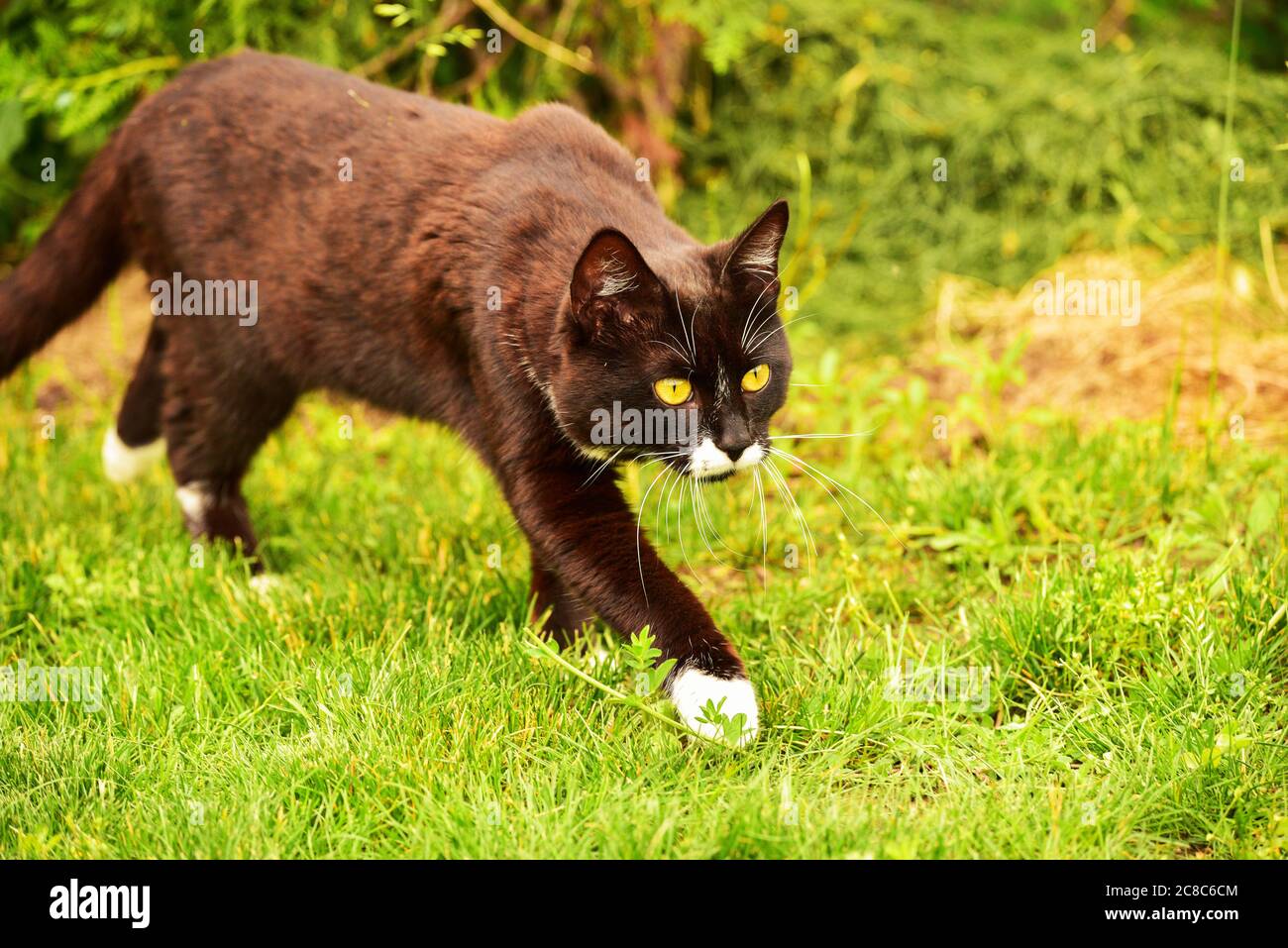 Black cat in the green grass. Black and white cat in the green grass ...