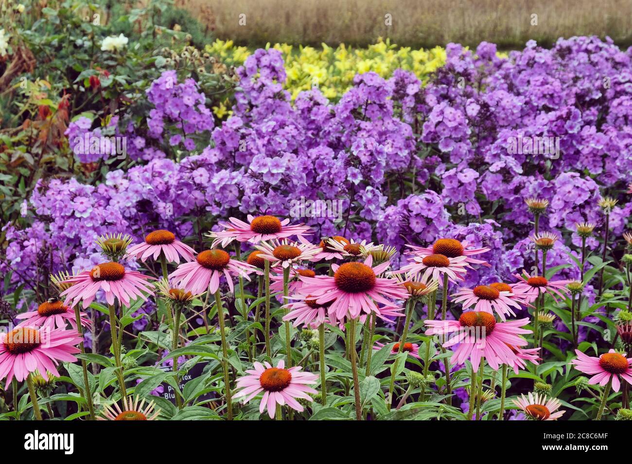 Echinacea purpurea daisy 'Pink Parasol' during the summer months Stock Photo