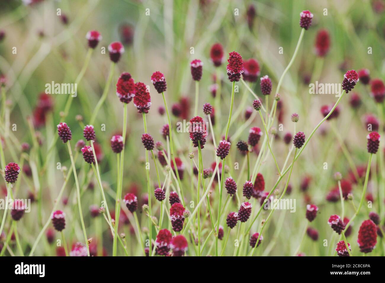 Crimson Great Burnet, Sanguisorba officinalis, in flower Stock Photo