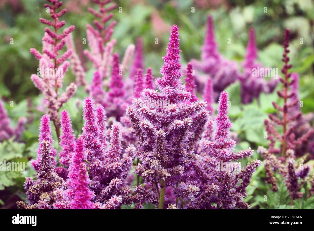 Purple Astilbe 'obergartner jurgens' x arendsii in flower during the summer months. Stock Photo