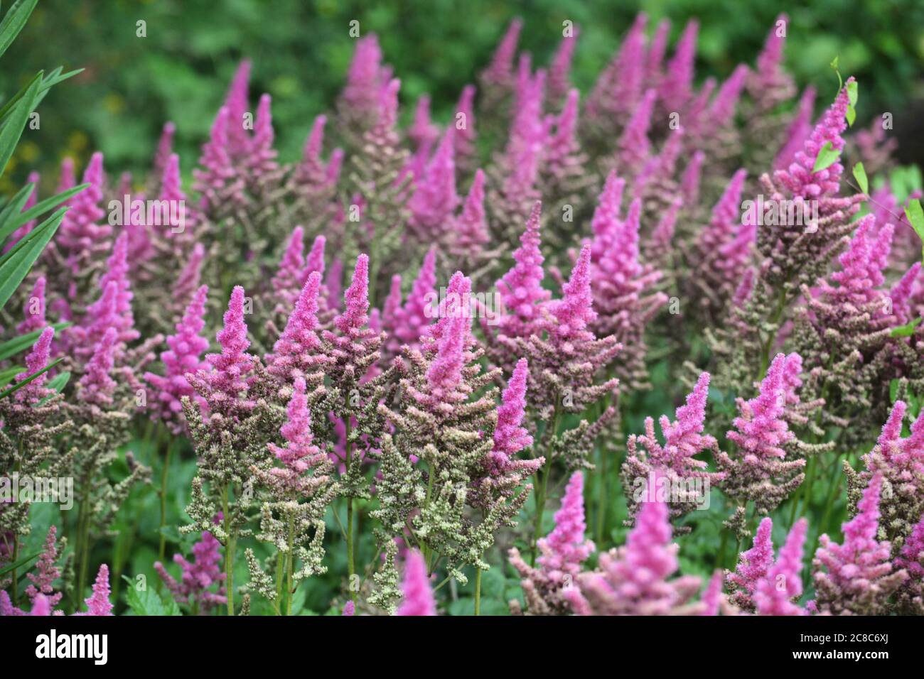 Purple Astilbe 'obergartner jurgens' x arendsii in flower during the summer months. Stock Photo